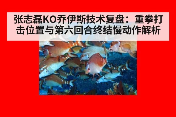 张志磊KO乔伊斯技术复盘:重拳打击位置与第六回合终结慢动作解析
